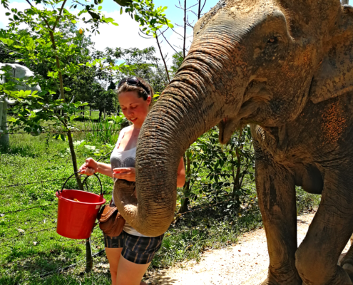 Spaziergang mit der Elefantendame