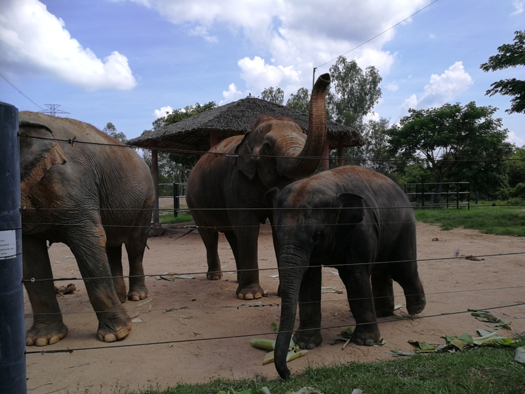 Im Thai Elephant Refuge Tiere ohne Qualen erleben