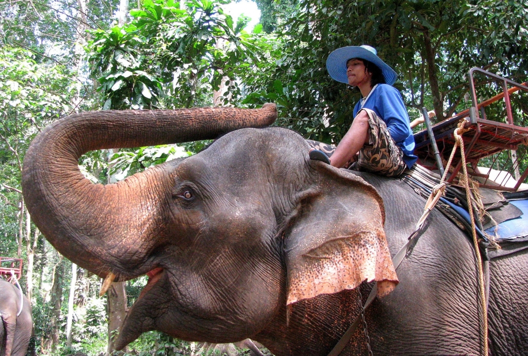 Mahout reitet auf einem Elefanten